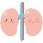 左右腎臓のイラスト